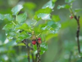 moerbeiboomfruit in de tuin moerbeiboomfruit die op boom in tuin bloeien op een wazige natuurachtergrond foto