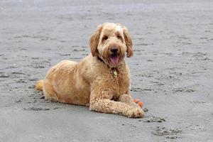 hond liggend op het strand