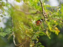 vlinder dronk nectar naast de wesp bloem drumstick boom, insect dier foto