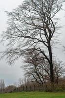 landschap met bomen en weide foto