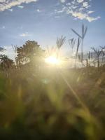 zonnestralen in het bos foto