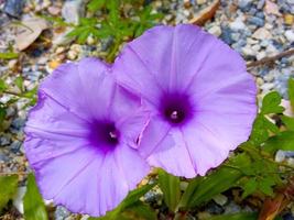 paarse bloemen in de natuurlijke tuin foto
