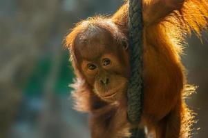 jong orang-oetankind klimt op een touw