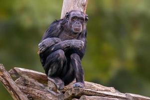 zittende West-Afrikaanse chimpansee ontspant foto