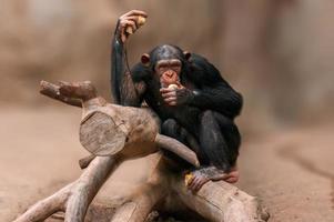 zittende West-Afrikaanse chimpansee ontspant foto