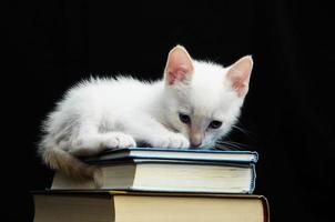 witte jonge baby kat