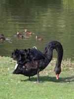 zwarte zwaan bij een meer in Kent foto