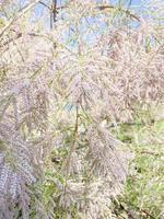 roze kleine tamarisk-bloemen bloeien in het voorjaar aan de tamarisk-boom. foto