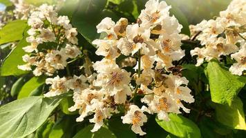 close-up van witte Catalpa-bloemen foto