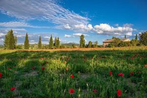 papaverveld in toscane foto