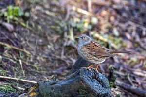 heg accentor rustend op een oude log foto