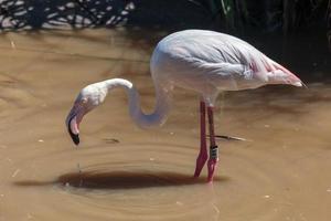 grotere flamingo op zoek naar voedsel foto