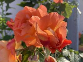 kleine tuin rode roos met regendruppels, close-up foto