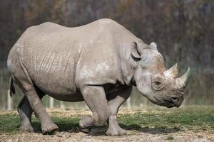 zwarte neushoorn of haaklipneushoorn foto