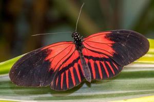 postbode vlinder rusten foto