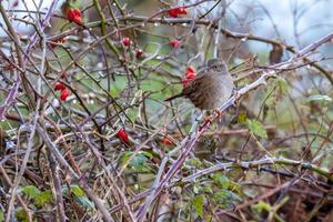 haagaccent of heggenmus op een doorn in de winter foto