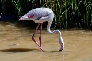 grotere flamingo op zoek naar voedsel foto