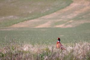 gemeenschappelijke fazant die over een veld loopt in East Grisstead foto