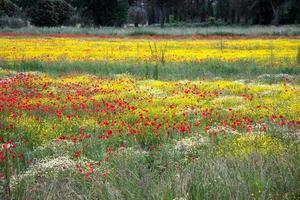 een veld met lentebloemen in castiglione del lago foto