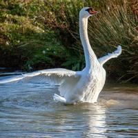 Knobbelzwaan ballet op het meer foto