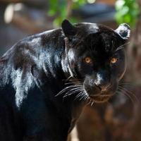 zwarte jaguar close-up foto