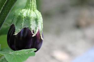 aubergine groeit in huis tuin