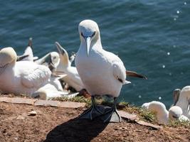 Helgoland-eiland in Duitsland foto