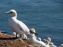 Helgoland-eiland in Duitsland foto