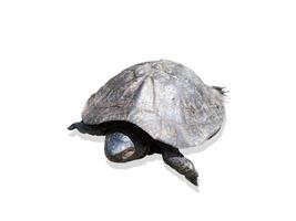 kleine schildpad geïsoleerd op een witte achtergrond met uitknippad foto
