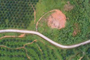 rij palmboomplantagetuin op hoge berg in phang nga thailand luchtfoto drone hoge hoekweergave foto