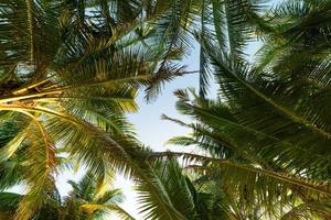 kopieer ruimte van tropische kokospalm boom blad met zonlicht op zonsondergang of zonsopgang hemel en cloud abstracte achtergrond zomervakantie en natuur reizen avontuur concept verbazingwekkende natuur achtergrond. foto