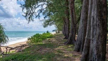 rij pijnbomen dichtbij het strand van phuket thailand. foto