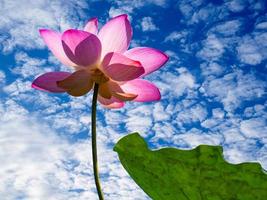 close-up van lotusbloesems en heldere lucht foto