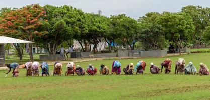 mamallapuram, india, augustus 2018 een rij vrouwen werkt op een met gras begroeide weide in de stad mamallapuram. foto