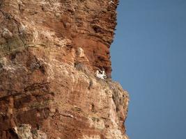 het eiland Helgoland foto