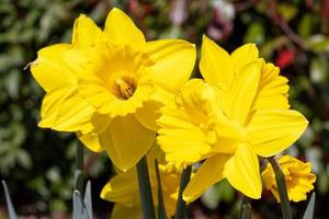 close-up afbeelding van narcis, narcis foto