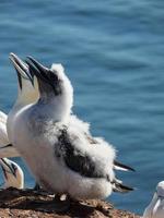 Helgoland-eiland in Duitsland foto