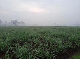 natuur uitzicht mist mooi foto