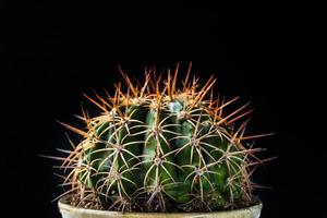 close-up cactus op zwarte achtergrond foto