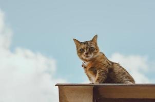 schattige bruine huiskat zittend op het dak foto