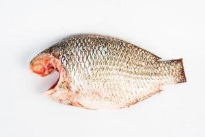 nijl tilapia op witte achtergrond foto