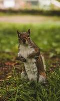 schattige grijze eekhoorn aan het chillen in het park foto