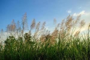 wit en groen gras in de achtergrondhemel foto