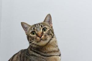 nieuwsgierige pose kat met kamerscène, gestreepte kat. foto