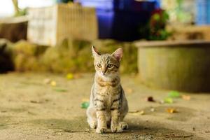 kitten ziet er comfortabel uit in de natuur foto