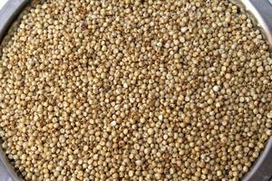 jowar of sorghum granen foto