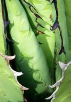 sappige plant close-up, verse bladeren detail van agave titanota adel foto