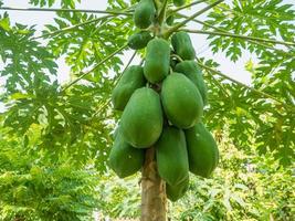 biologische groene papajavruchten aan de boom foto