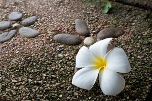 Plumeria bloem op stenen vloer foto