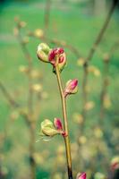 tak van een boom met groene ontluikende toppen, vroege lente, close-up. foto